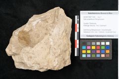 Foto (Objekt + Etikett) von Salix praeretusa Ettingshausen (NHMW-GEO-2024-0188-11340)